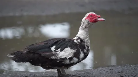 Duck on the edge of the duck pond Stock Footage 53809991