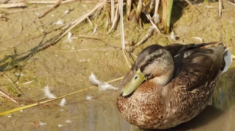 Duck at edge of pond 스톡 동영상 45590710