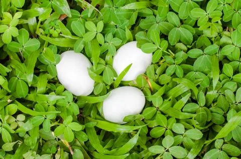 The duck egg on grass background Stock Photos