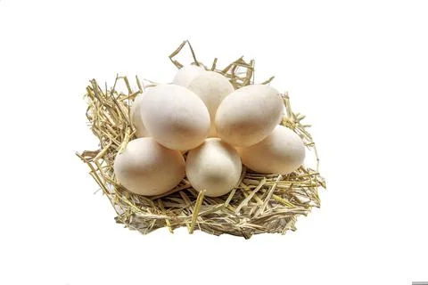 Duck egg on straw on white Background Stock Photos