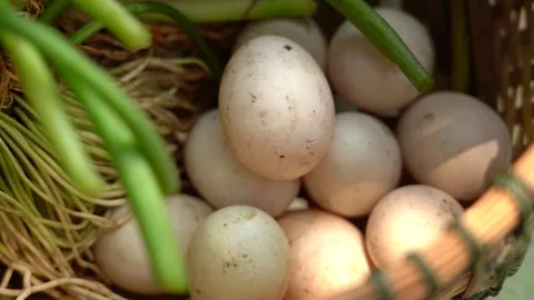 Duck eggs in basket Stock Footage 248948508