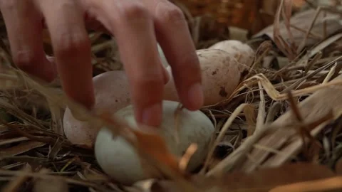 Duck eggs in basket Stock Footage 249301287
