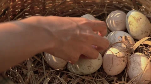 Duck eggs in basket Stock Footage 249301328