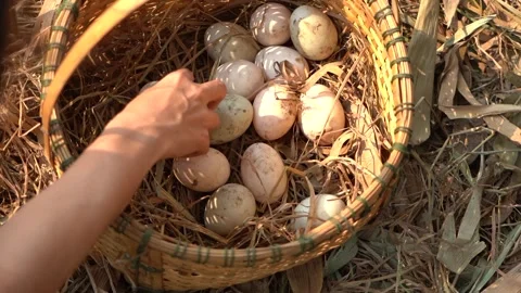 Duck eggs in basket Stock Footage 249301379