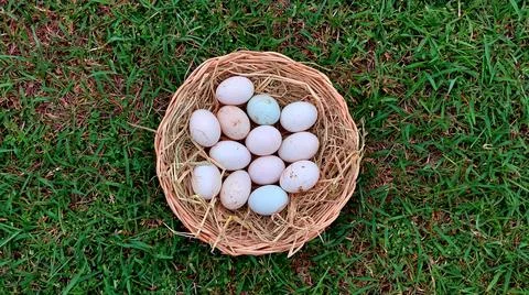 Duck eggs in the basket Stock Photos