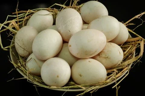 Duck eggs for cooking Stock Photos