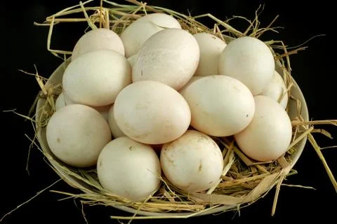 Duck eggs for cooking Stock Photos