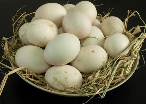 Duck eggs for cooking Stock Photos
