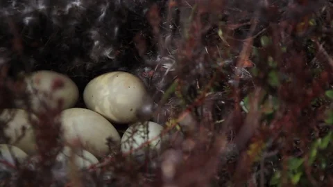 Duck eggs Video stock 75148059