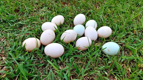 Duck eggs on the grass Photos