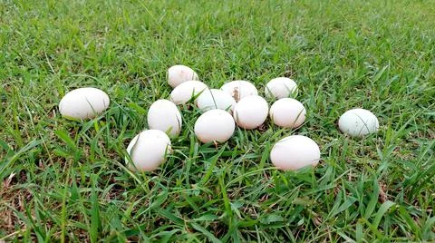 Duck eggs on the grass Stock Photos