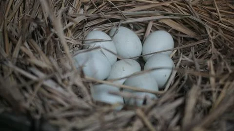 Duck eggs in the hay Stock Photos