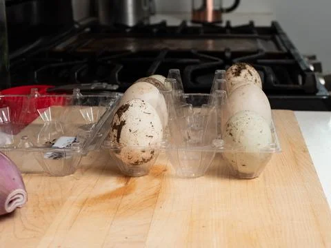 Duck Eggs 스톡 사진