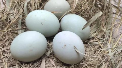 Duck Eggs in Rice Straw Stock Footage 297281578