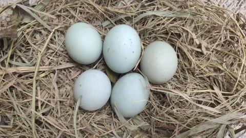 Duck Eggs in Rice Straw Stock Footage 297281580
