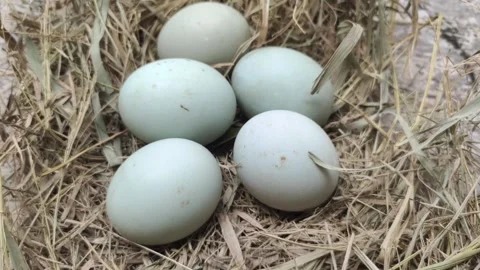 Duck Eggs in Rice Straw Stock Footage 297281581