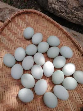 Duck eggs in the sun using the looks Stock Photos