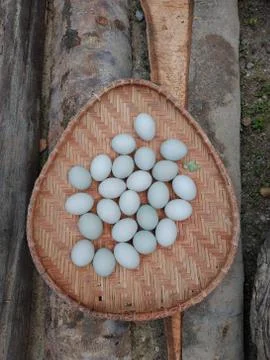 Duck eggs in the sun using the looks Stock Photos