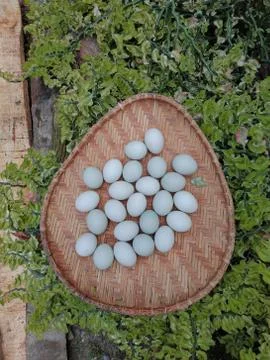 Duck eggs in the sun using the looks Stock Photos
