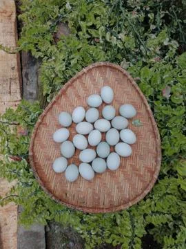 Duck eggs in the sun using the looks Stock Photos