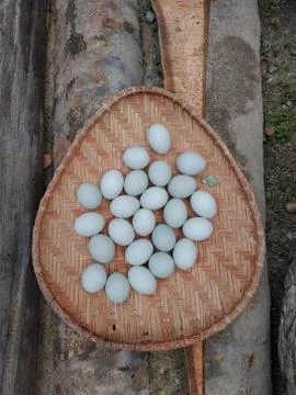 Duck eggs in the sun using the looks Stock Photos
