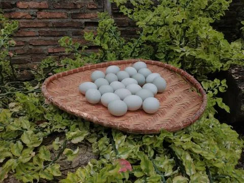 Duck eggs in the sun using the looks Stock Photos