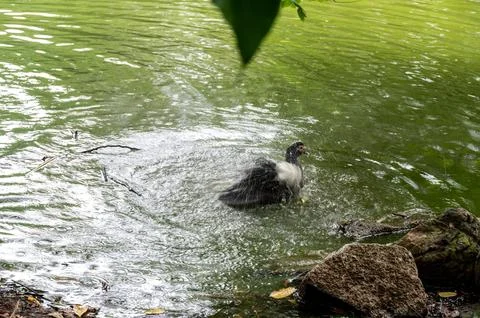 Duck enjoying a refreshing bath in a pond, splashing water playfully. Stock-Fotos