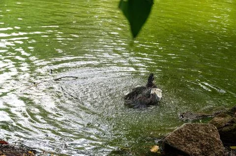 A duck enjoying a refreshing bath in a pond, splashing water around it. Stock-Fotos