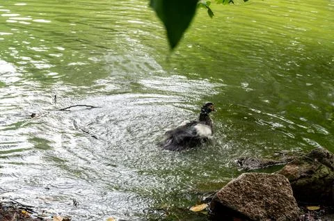 A duck enjoys a refreshing bath in a calm pond, splashing water playfully a.. 스톡 사진