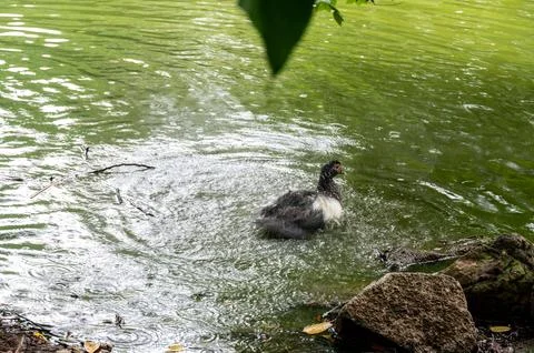 A duck enjoys a refreshing bath in a calm pond, splashing water around it. 스톡 사진