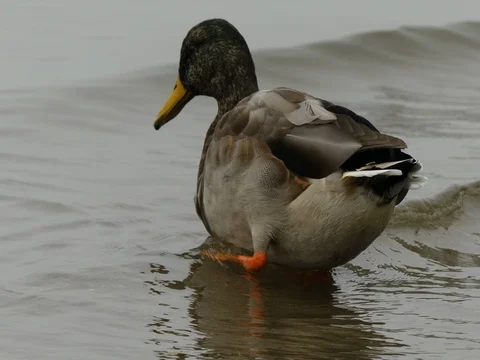 Duck entering ocean water closeup background Stock Footage 80973571