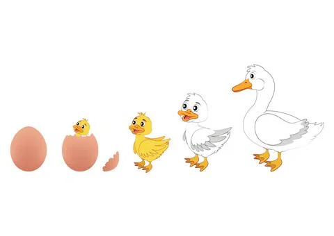 Duck Evolution. Vector Illustration of Duck Evolution. Egg, duckling, duck Stock Illustration