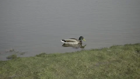 Duck Exiting Shallow Water Stock Footage 203917715