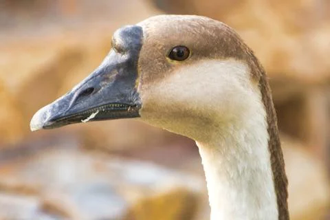 	Duck eye in closeup 库存照片