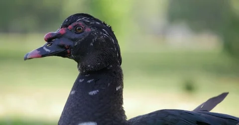 Duck face close up in 4K Stock Footage