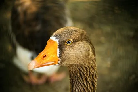 Duck face Stock Photos