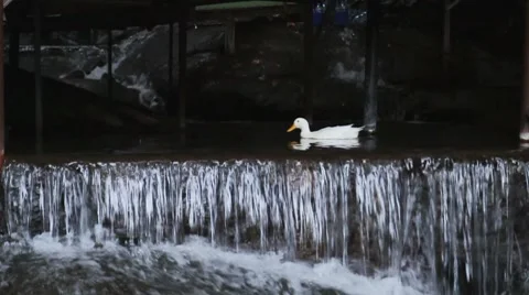 Duck Falls Vídeo Stock 10131212