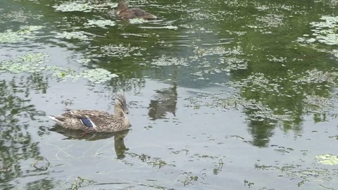 Duck family, Brown ducks and ducklings swimming and feeding in pond. Stock Footage