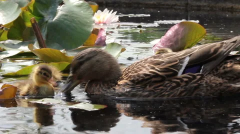 Duck family Video stock 5186844
