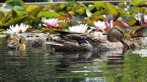 Duck family Stock Footage 5187465
