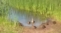 Duck family HD Footage