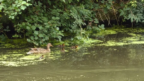 Duck family Stock Footage 95934161