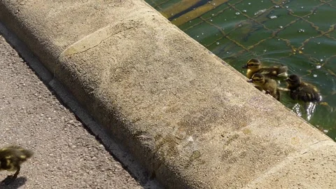 A duck family Stock Footage 272357166