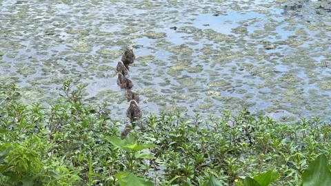 The Duck Family Stock Footage 342032771