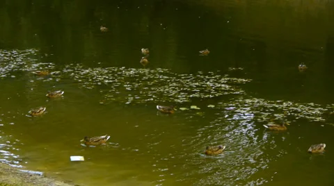 Duck family swimming in the pond, the natural habitat of ducks, close-up Stock Footage