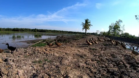 Duck in farm Stock Footage 108453459