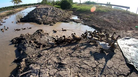 Duck in farm Stock Footage 108453917