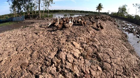 Duck in farm Stock Footage 108453978