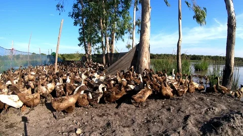 Duck in farm Stock Footage 108454398