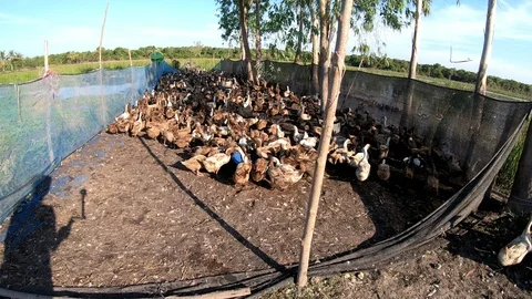 Duck in farm Stock Footage 108454652